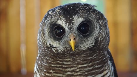 A-close-up-shot-of-a-young-African-Wood-Owl