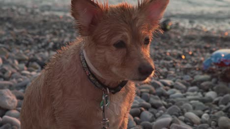 dolly zoom in shot focusing on dog's face, standing next to the seashore at kalamata beach, greece, slow motion