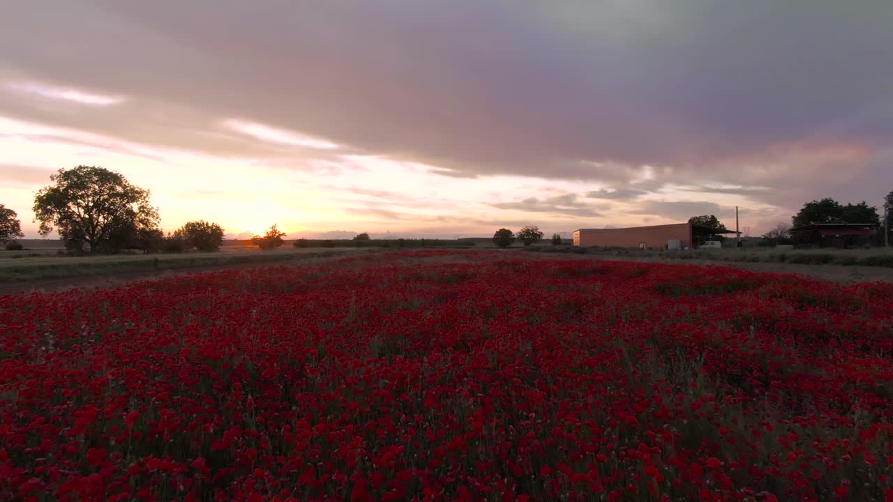 Poppy field at sunset Spain. Nature in view of drone