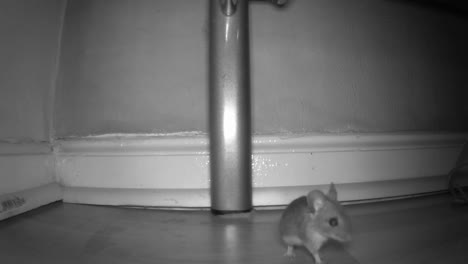 two mice run past the trail camera