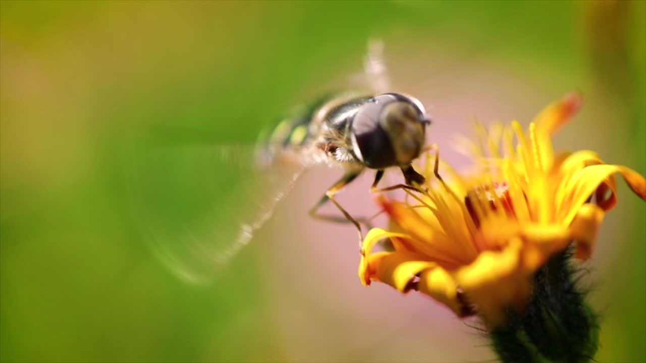 la avispa recoge el néctar de la flor crepis alpina en cámara lenta.
