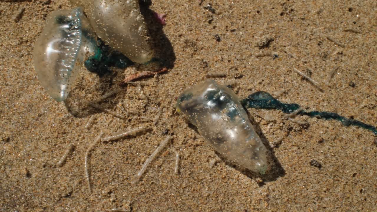 Nærbillede af en portugisisk orlogsmand skyllet i land på en sandet kystlinje ved Millionaire Beach i Brenton, Sydafrika, med sollys, kystlinjens teksturer og havets detaljer, der fremhæver det marine liv.