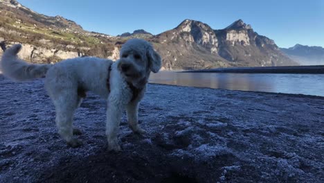 digging a hole in the ground walensee lake switzerland labradoodle dog breed happy outdoors