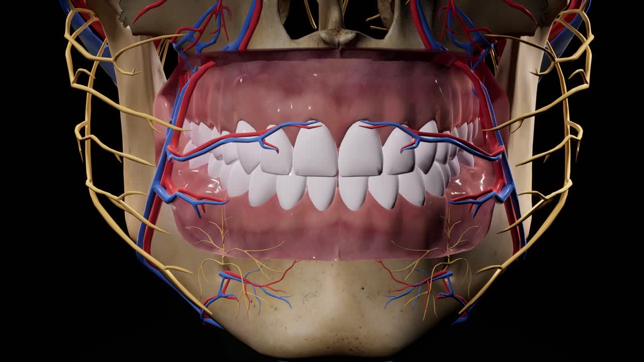 cráneo facial. nervios faciales anatomía de la cabeza. animación en 3d