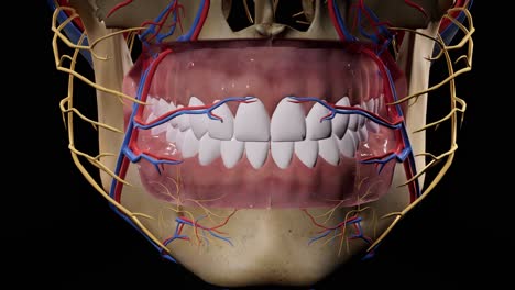 cráneo facial. nervios faciales anatomía de la cabeza. animación en 3d