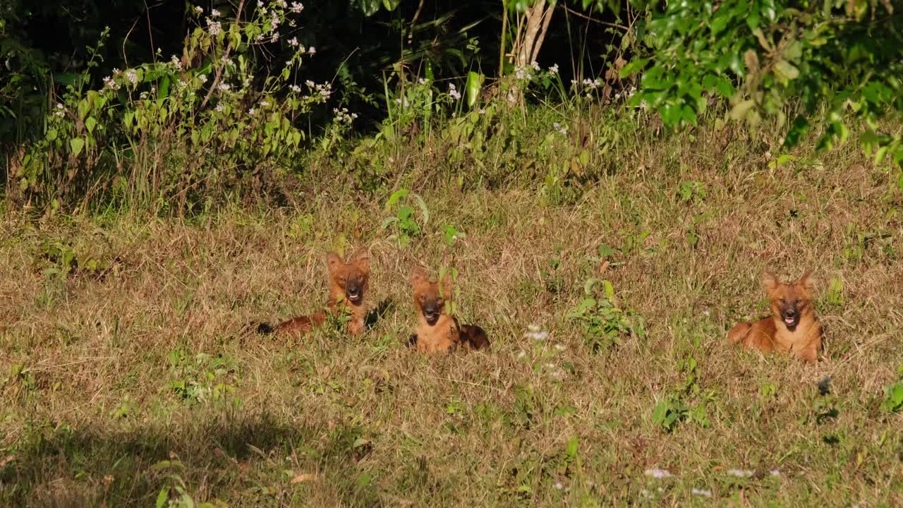 perro salvaje asiático o dhole, cuon alpinus dos charlando mientras el otro a la derecha mira a su alrededor y luego todos miran hacia la cámara durante una tarde calurosa en el parque nacional khao yai, tailandia