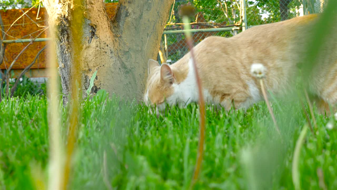 고양이가 정원에서 고 있어요.