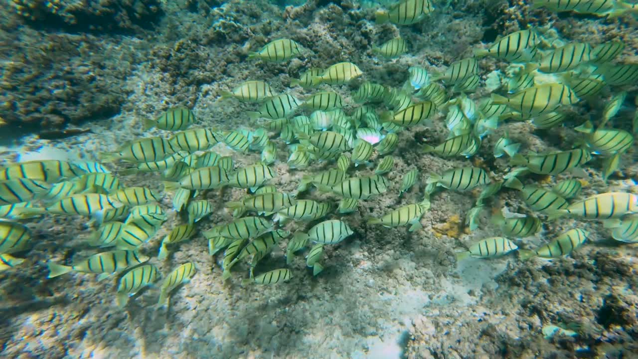 tiro de ángulo alto mirando hacia abajo en la escuela de alimentación de peces tropicales tang convicto