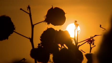 puesta de sol dorada sobre la planta de algodón en flor, primer plano estático