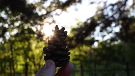 imágenes cinematográficas de una piña con rayos de sol, al aire libre