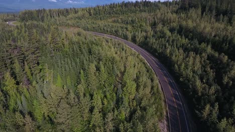 vast green forset with a road between the trees