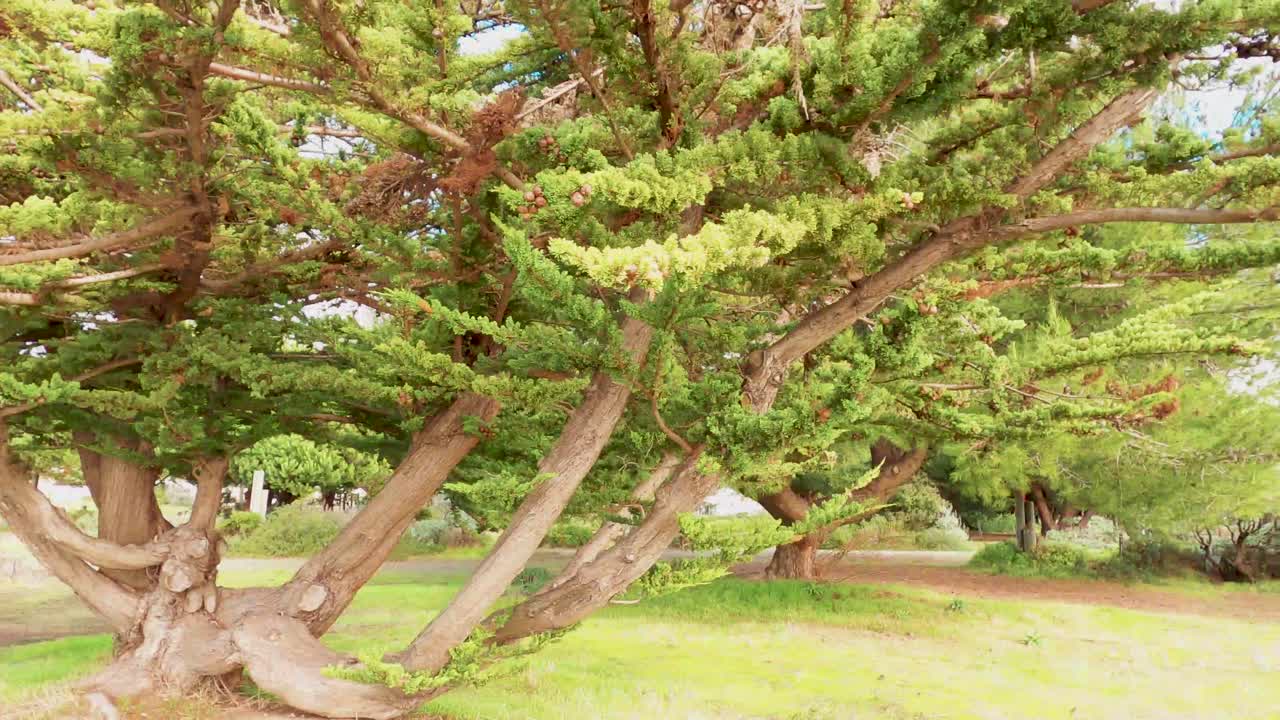 골든 시티 베이와 브레이커의 해안선을 따라 공원에 있는 나무들