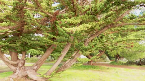 Bäume-Im-Park-Entlang-Der-Uferlinie-Der-Goldenen-Stadtbucht-Und-Brecher