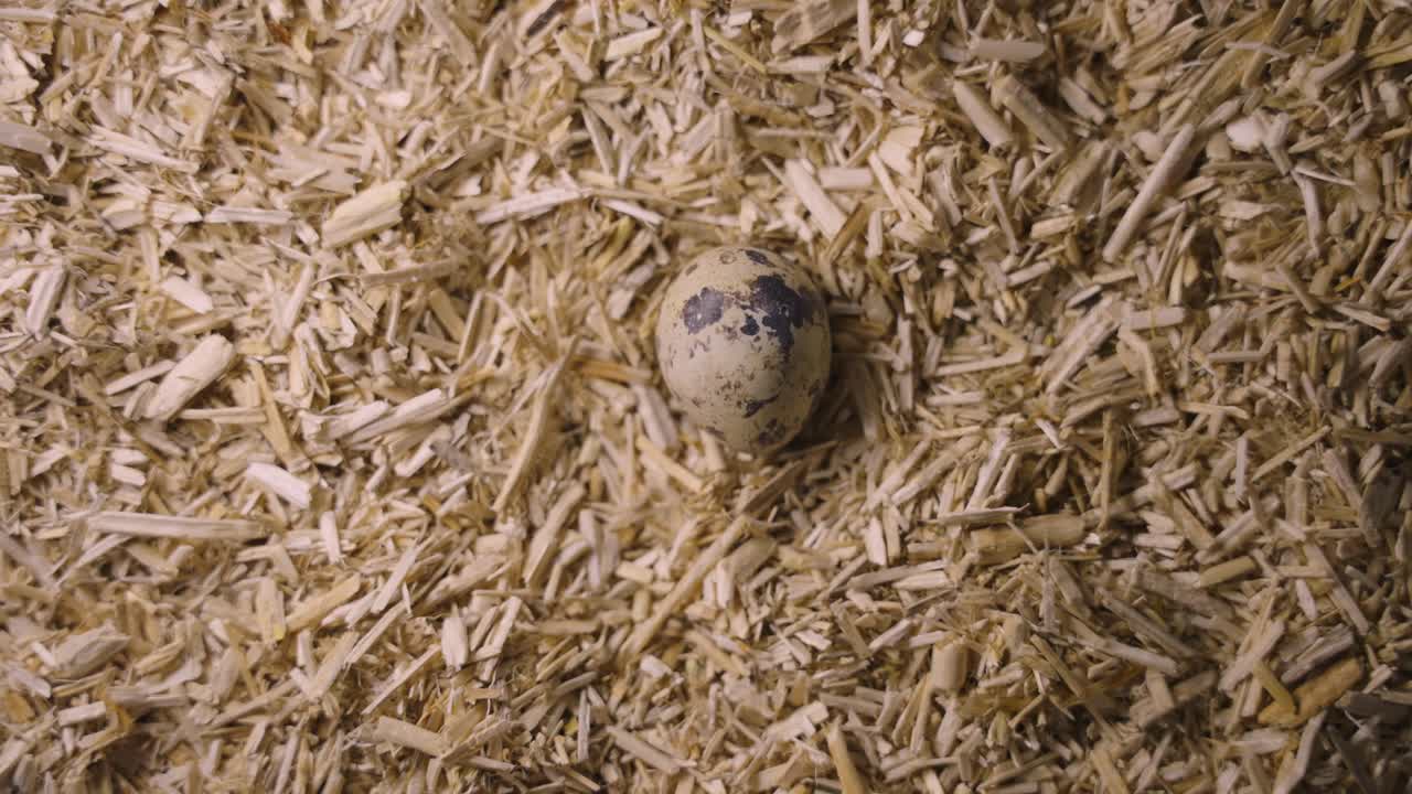 Quail eggs on straw litter