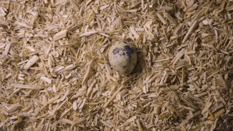 quail eggs on straw litter