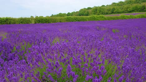 exuberante campo de lavanda púrpura en inglaterra en un día de verano