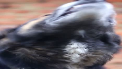 angry german shepherd