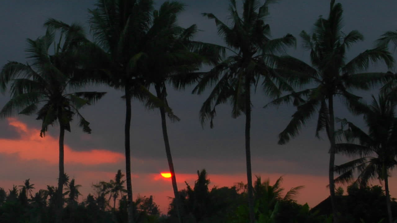 las palmeras se alzan en lo alto del cielo naranja y rojo