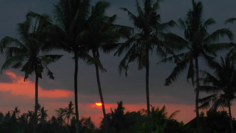 palm trees stand high in the orange and red sky