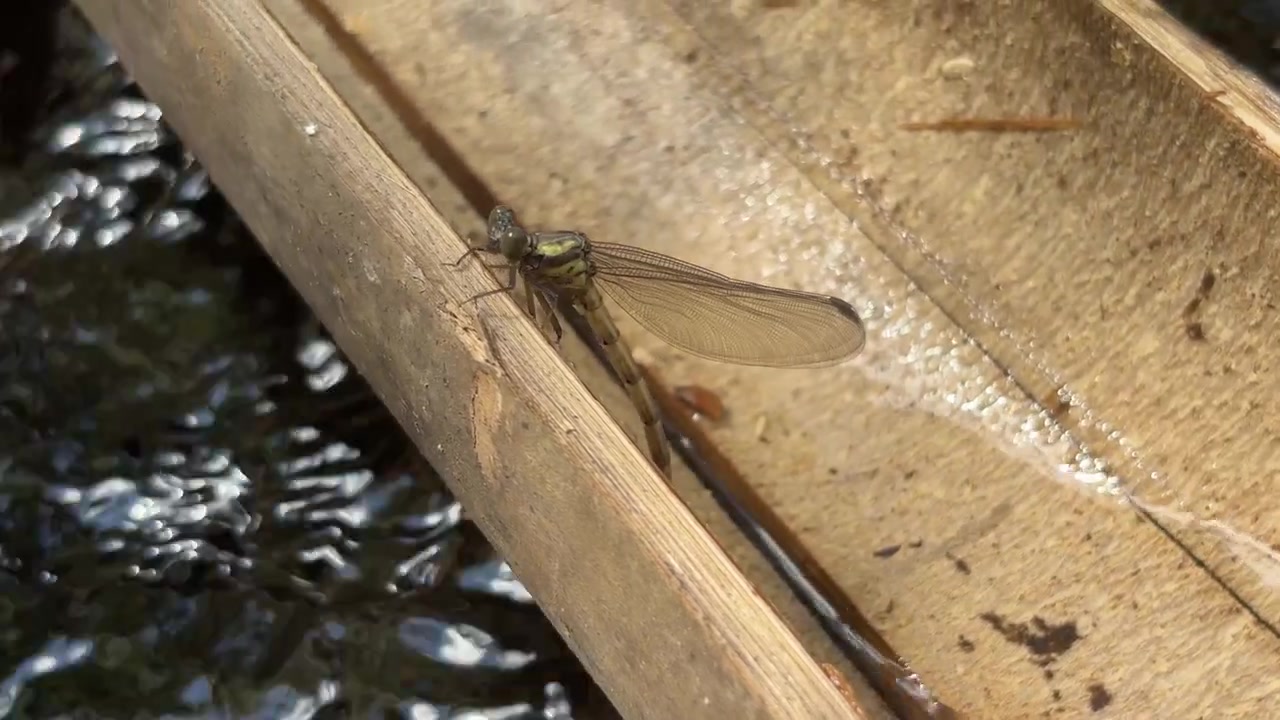Damselfly Resting on Bamboo Over Flowing Stream