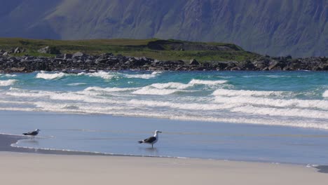 beach lofoten islands is an archipelago in the county of nordland, norway.