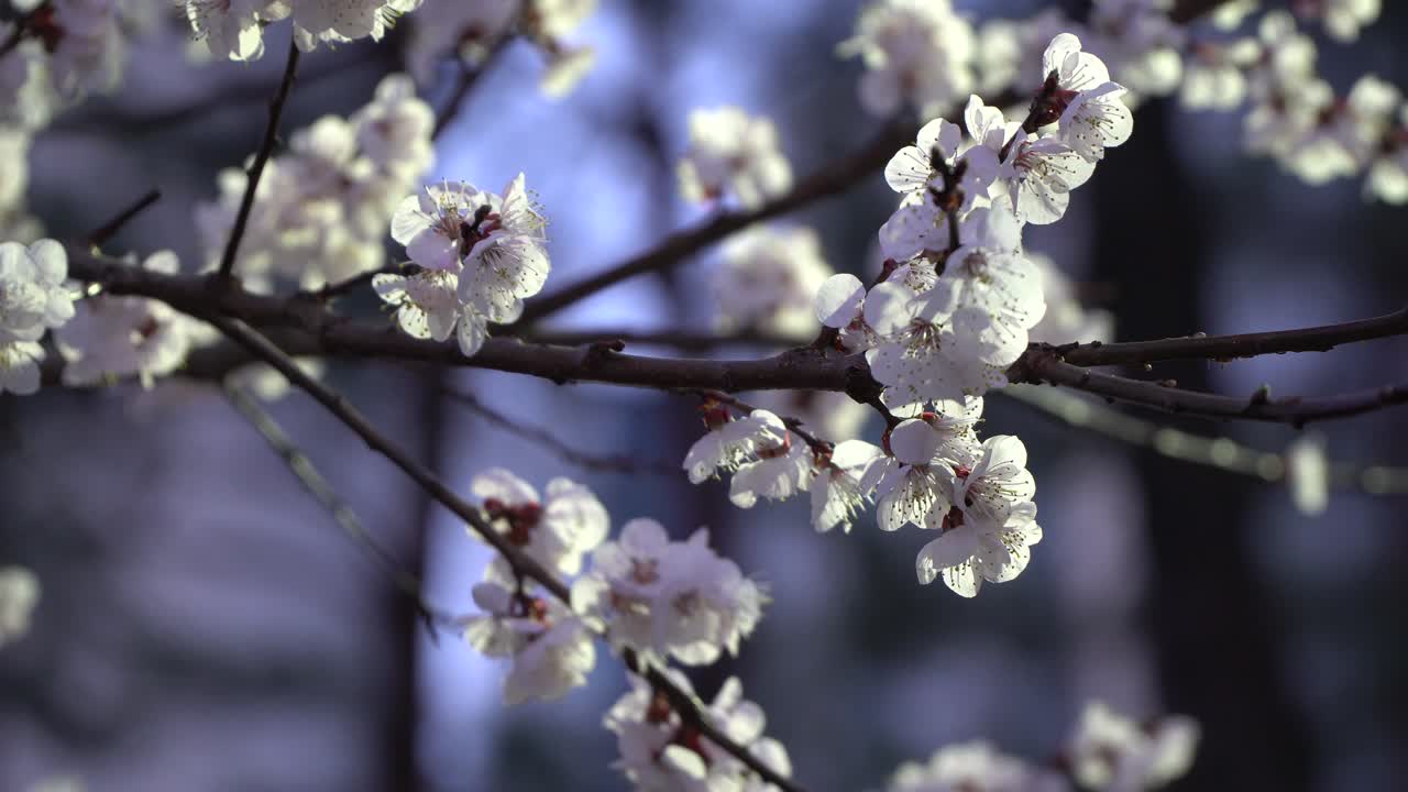 Primo piano di ramo di sakura su sfondo sfocato.