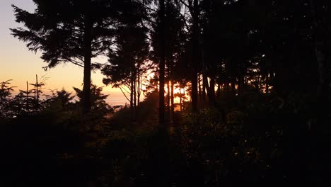 gorgeous shot flying through forest during sunset and the pacific ocean in the background