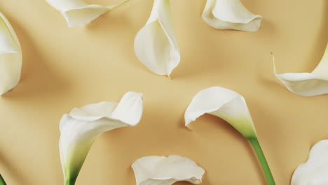 video de flores de kalia blancas con espacio de copia en fondo amarillo