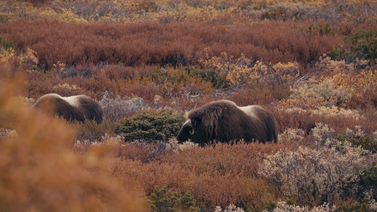 bueyes almizcleros pastando en la hierba en el paisaje otoñal, dovrefjell, noruega - ancho