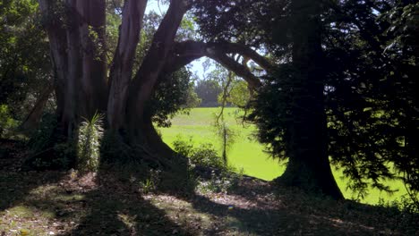 Green-grass-meadow-as-seen-between-two-trees-on-Mount-Cecilia-in-Auckland