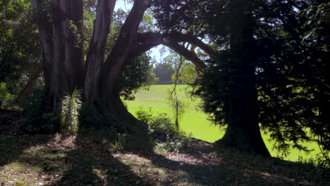 Green grass meadow as seen between two trees on Mount Cecilia in Auckland