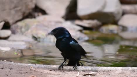 the hair-crested drongo or is a bird in asia from the family dicruridae which was conspecific with dicrurus bracteatus or spangled drongo in which it can be tricky to differentiate from each other