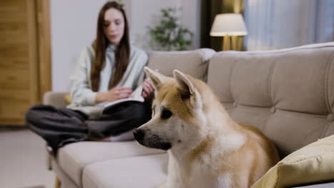 pretty dog on the sofa