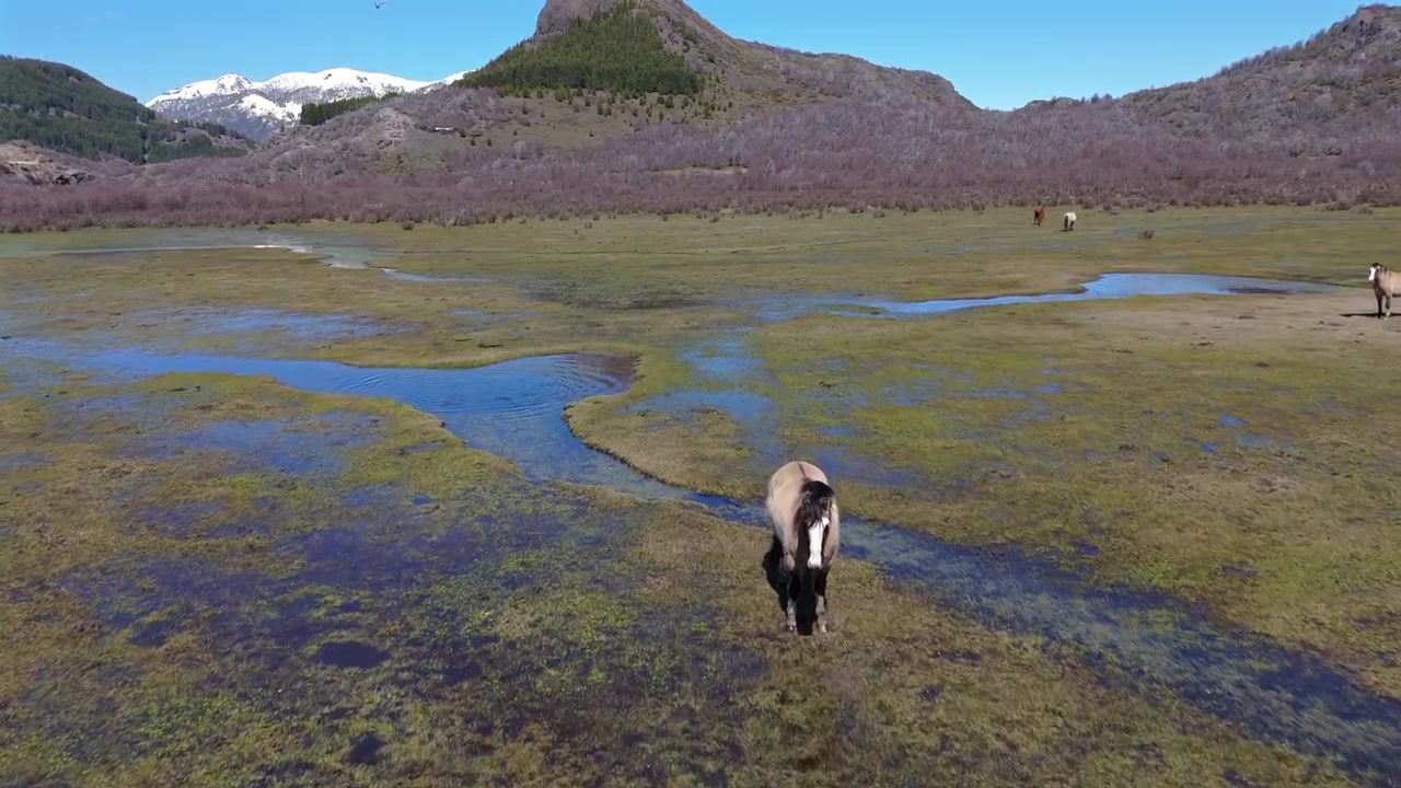 Toma rápida con dolly sobre un prado húmedo con caballos, pájaros cruzando la vista, Patagonia, Argentina, cielo azul, luz solar