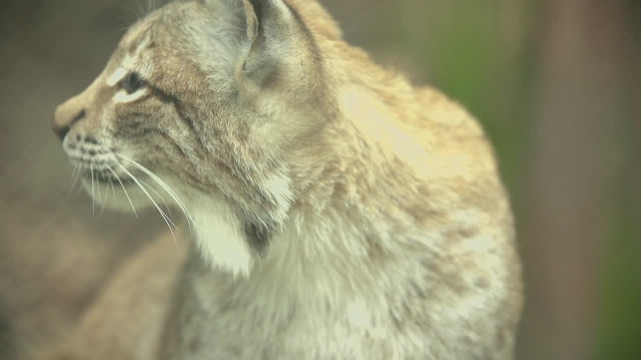 lince mirando alrededor con su lengua después de alimentarse en la naturaleza con árboles verdes en el fondo en cámara lenta primer plano en un día soleado