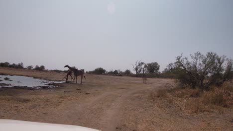 aventura de vida silvestre en auto-conducción a través de la reserva de caza de moremi donde un grupo de jirafas están bebiendo agua de un pozo de agua