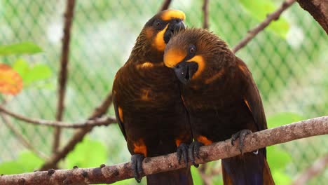 Exotic-parrot-bird-species-native-to-northern-New-Guinea,-lovebird-brown-lory-perched-side-by-side-on-the-tree-branch,-preening-and-grooming-each-others'-feathers-in-the-enclosure,-close-up-shot