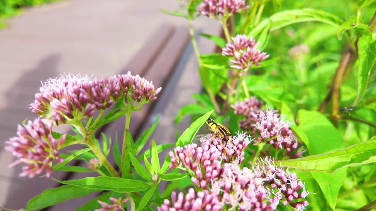 una mosca voladora descansa en flores rosadas vibrantes en un exuberante jardín verde durante un día soleado