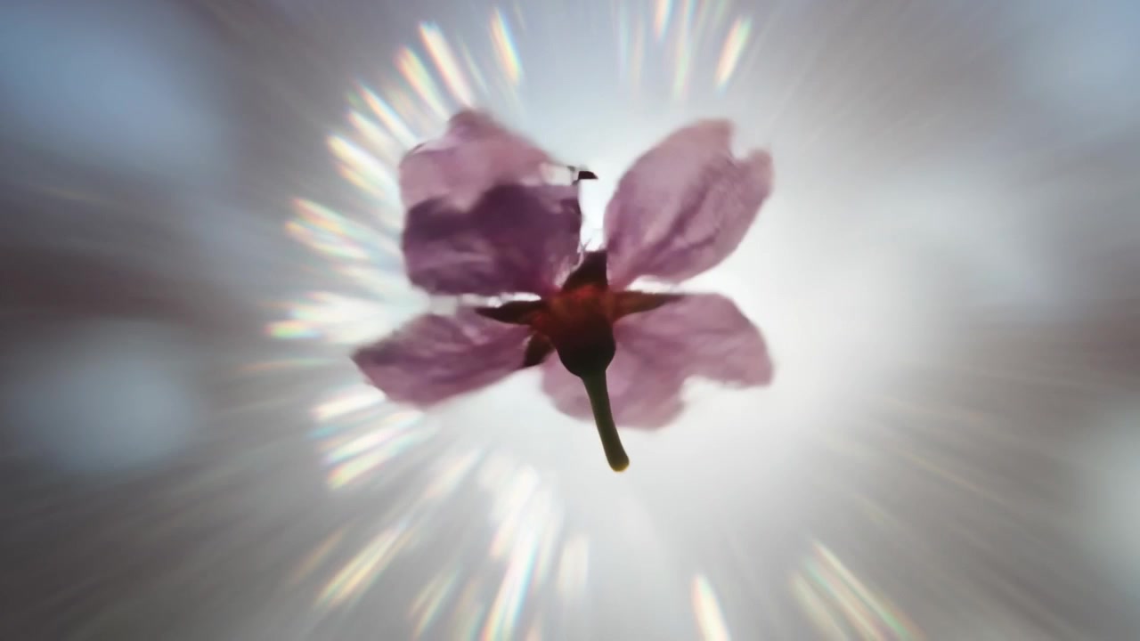 Flor rosa de cinco pétalos giratoria vista desde abajo contra un cielo a contraluz, causando rayos prismáticos y bokeh
