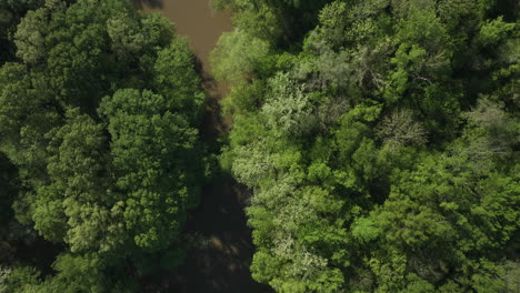 Forest-Tree-Canopies-In-Spring-Around-Wolf-River-In-Collierville,-Tennessee