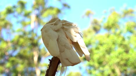 close up shot of a wild sulphur crested cockatoo, cacatua galerita perching up high on treetop in a wooded habitat, stretching its wings, preening and grooming its white feathers in bright sunlight