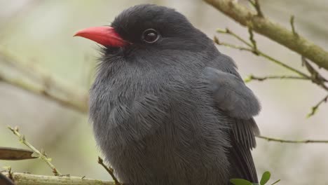 retrato de primer plano del pájaro monja de frente negra posado en el árbol