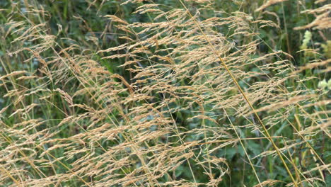 summer grasses blowing in a strong wind, worcestershire, england