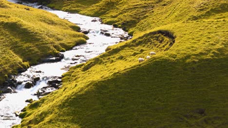 Aerial-view,-sheep-grazing-green-grass-during-sunset-next-to-a-river-stream-in-Iceland