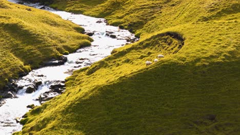 aerial view, sheep grazing green grass during sunset next to a river stream in iceland
