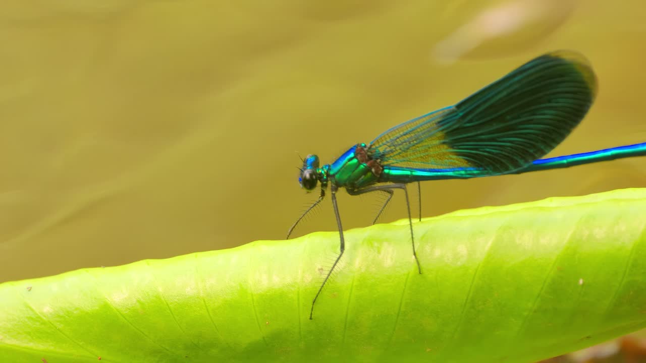 la hermosa demoiselle (calopteryx virgo) es una damselfly europea perteneciente a la familia calopterygidae. a menudo se encuentra a lo largo de aguas de flujo rápido donde está más en casa.