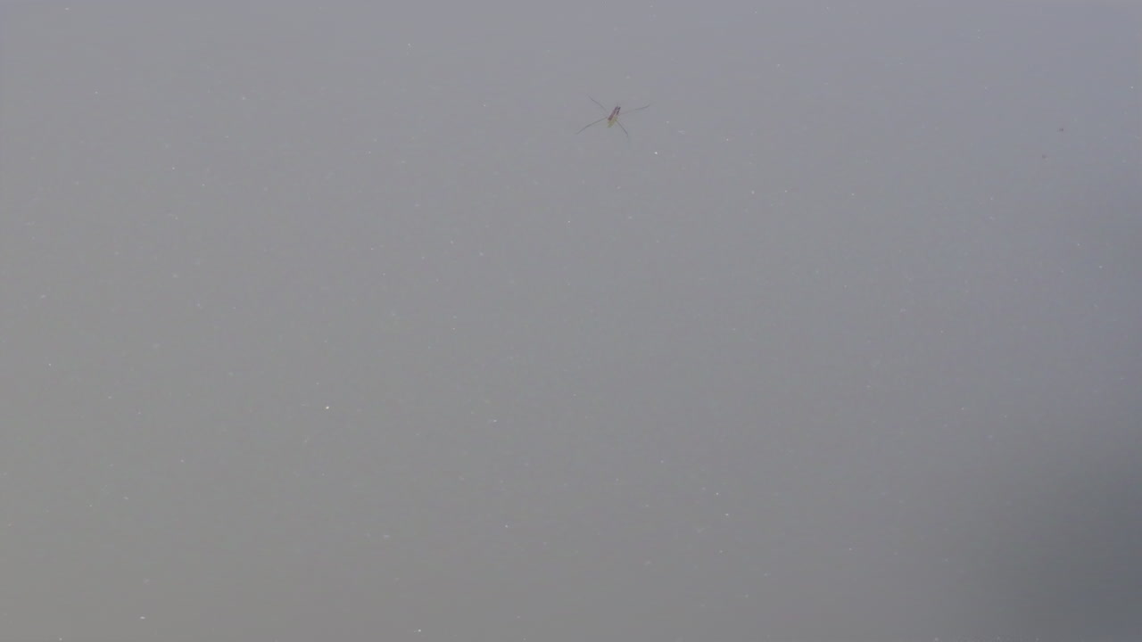 물 표면 에서 고 있는 물 자리 들