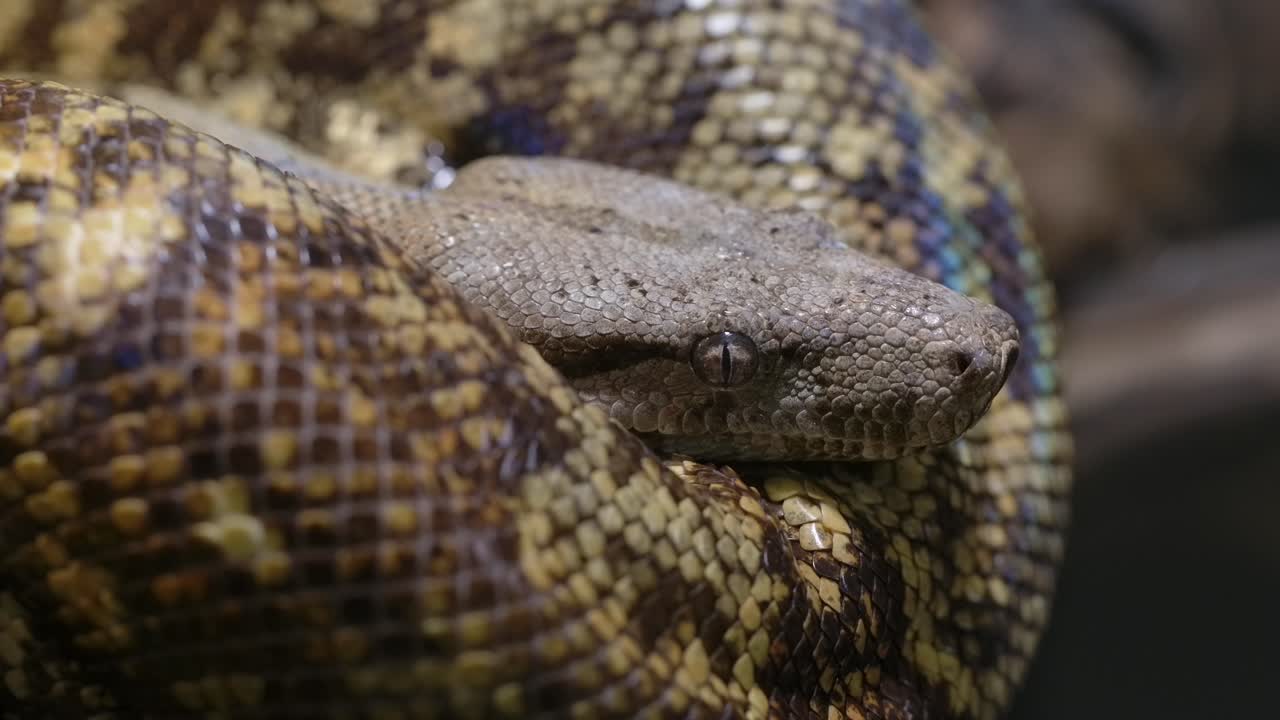 rack de constrictor de boa de cerdo enfocado enrollado hacia arriba