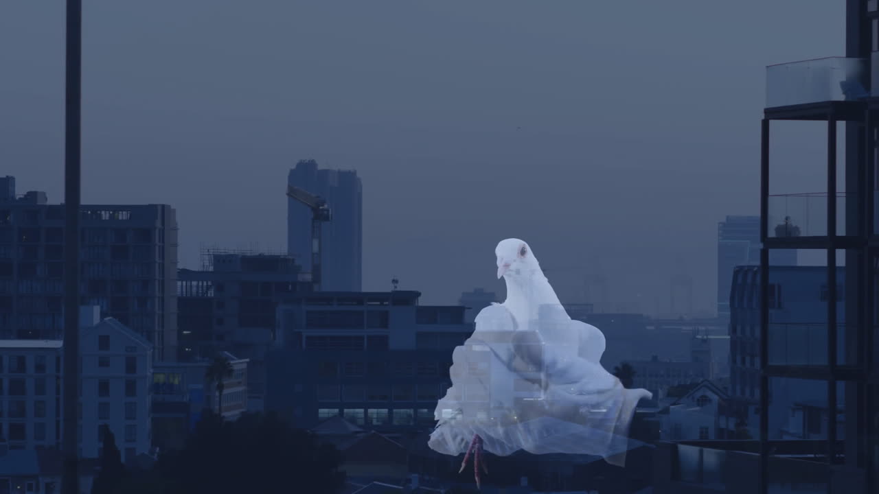 White dove animation over cityscape during twilight, symbolizing peace and hope