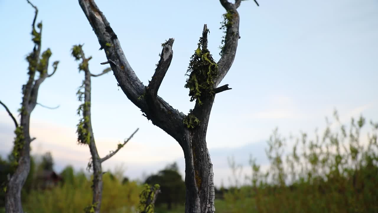 푸른 하늘에 잎이 없는 마른 나무 - 틸트 다운 샷